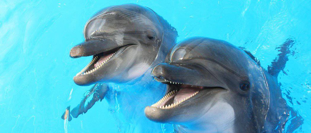 The Importance of Animal Welfare: Why it Matters and How to Make a Difference - wokemade.com - - www.wokemade.com