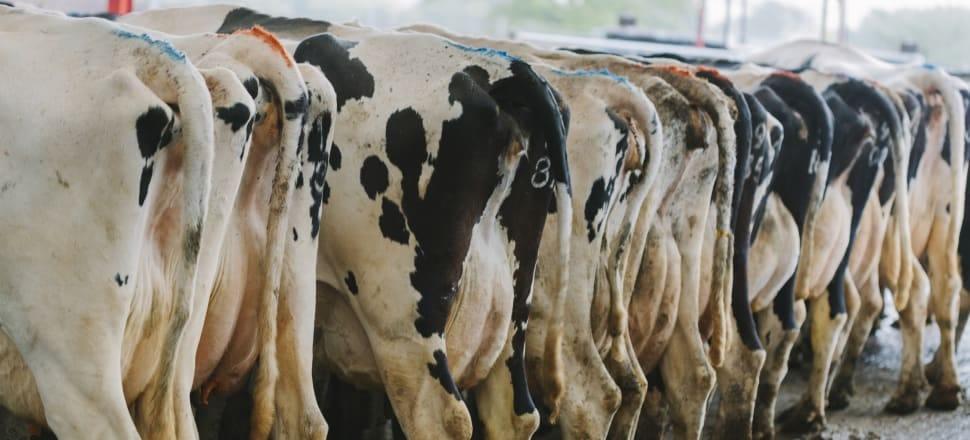 Negative Environmental Impacts of Dairy Farming in Aotearoa/New Zealand: A Wake-Up Call for Change