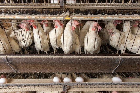 Egg Shortage in Aotearoa/New Zealand - The Myth that Banning Caged Hens Caused It