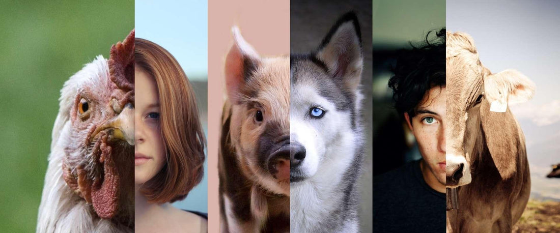 Breaking the Cycle of Speciesism: Educating Ourselves and Protecting Animals